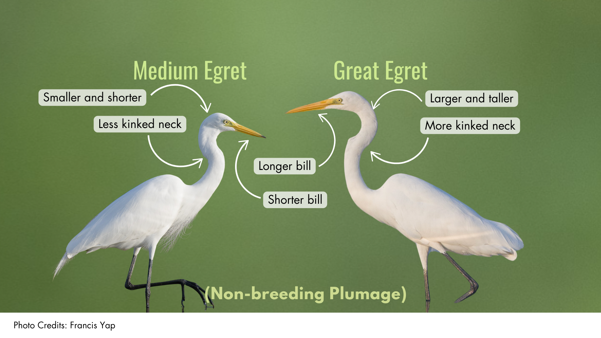 Medium Egret or Great Egret